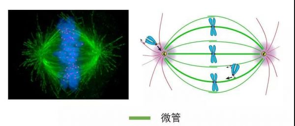 新一代的“抗癌利器”,「肿瘤电场疗法」Optune正式落地香港