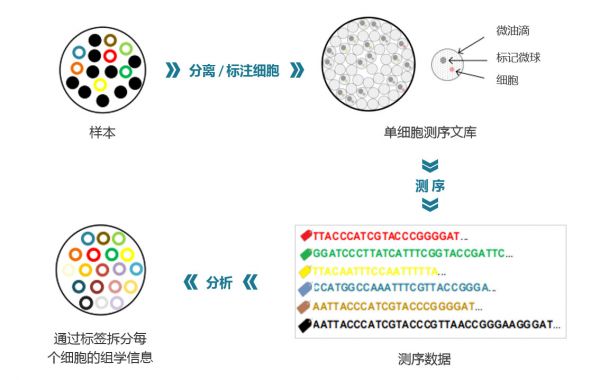 36氪首发 | 高通量单细胞测序技术成果落地，「万乘基因」获500万元天使轮融资