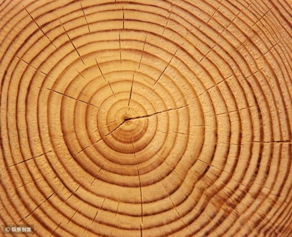 像动物一样行动,像植物一样思考