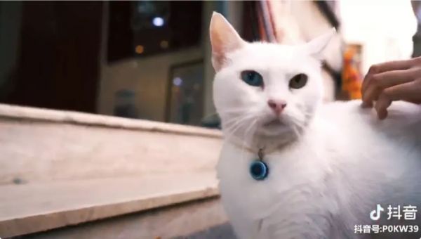 第一批抖音 vlogger 已经「红」了