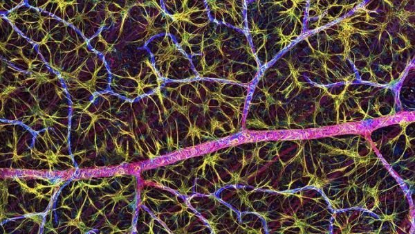 人类唯一的出路：变成人工智能（三）