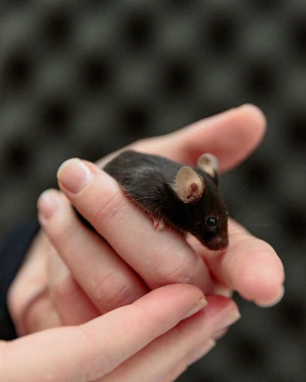 高薪挖“神经科学家”，苹果、谷歌想从动物身上汲取AI灵感