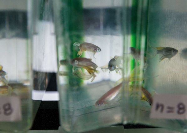 高薪挖“神经科学家”，苹果、谷歌想从动物身上汲取AI灵感