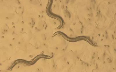 为了搞懂什么是记忆，这位科学家四年来每天坚持训练虫子