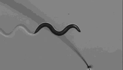 为了搞懂什么是记忆，这位科学家四年来每天坚持训练虫子