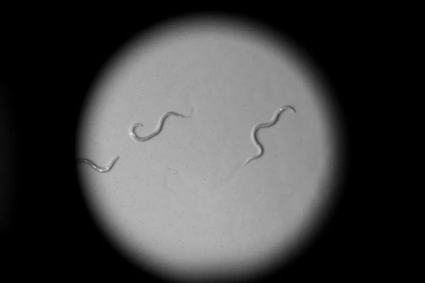 为了搞懂什么是记忆，这位科学家四年来每天坚持训练虫子