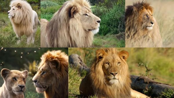 史上最接近真实的《狮子王》是怎么拍出来的？