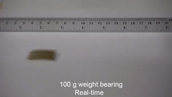 清华伯克利造出机械小强:承重200万倍踩不死,跑得和真蟑螂一样快