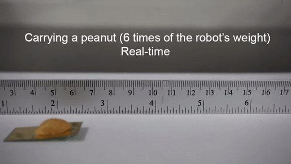 清华伯克利造出机械小强:承重200万倍踩不死,跑得和真蟑螂一样快