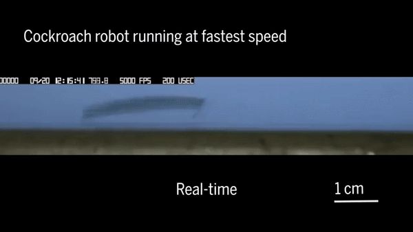 清华伯克利造出机械小强:承重200万倍踩不死,跑得和真蟑螂一样快