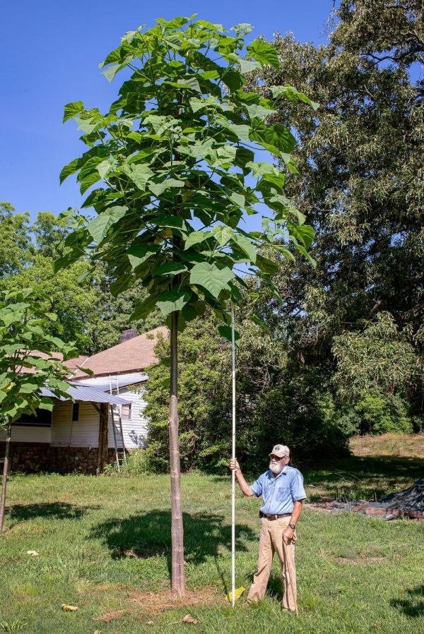 应对全球变暖问题,天然的“皇后树”比所有吸碳技术都强