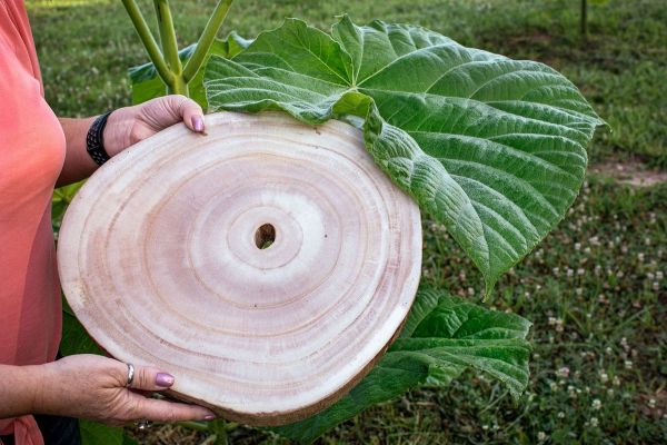 应对全球变暖问题,天然的“皇后树”比所有吸碳技术都强