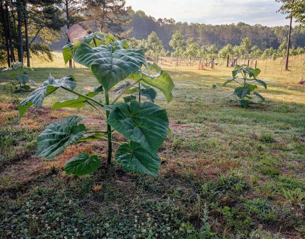 应对全球变暖问题,天然的“皇后树”比所有吸碳技术都强