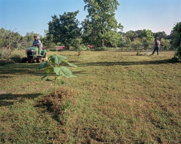 应对全球变暖问题,天然的“皇后树”比所有吸碳技术都强