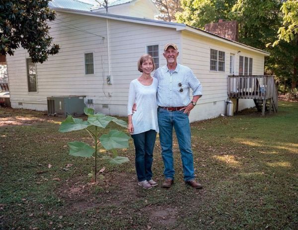 应对全球变暖问题,天然的“皇后树”比所有吸碳技术都强