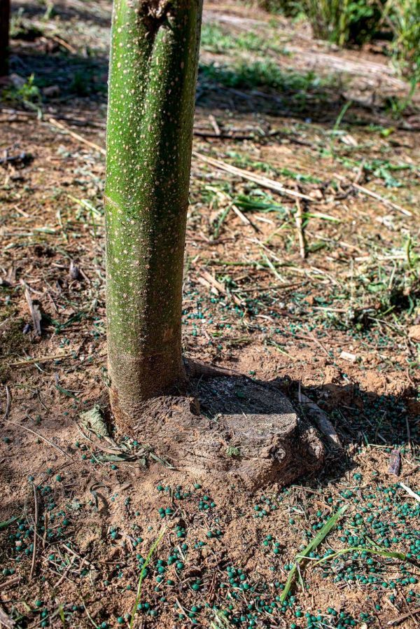 应对全球变暖问题,天然的“皇后树”比所有吸碳技术都强