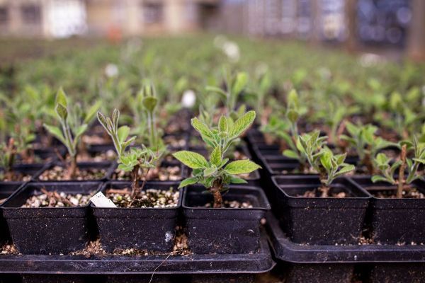 应对全球变暖问题,天然的“皇后树”比所有吸碳技术都强