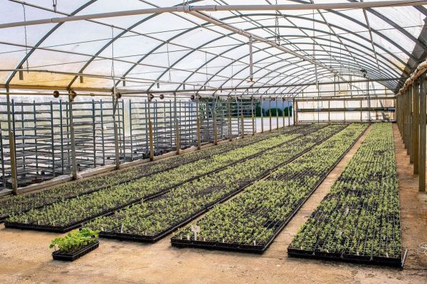 应对全球变暖问题,天然的“皇后树”比所有吸碳技术都强