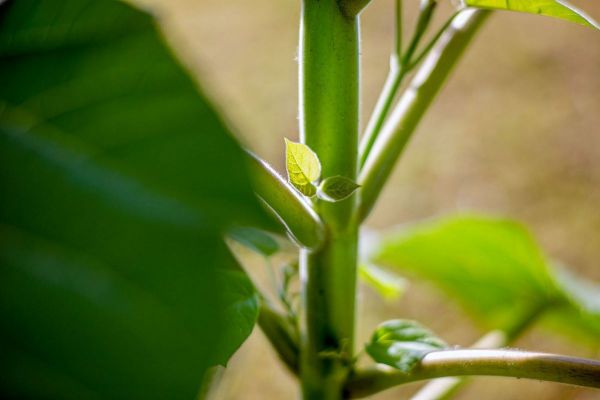 应对全球变暖问题,天然的“皇后树”比所有吸碳技术都强