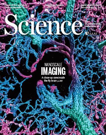 谷歌自动重建了果蝇完整大脑：40万亿像素图像首度公开