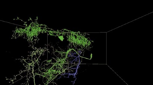 谷歌自动重建了果蝇完整大脑：40万亿像素图像首度公开