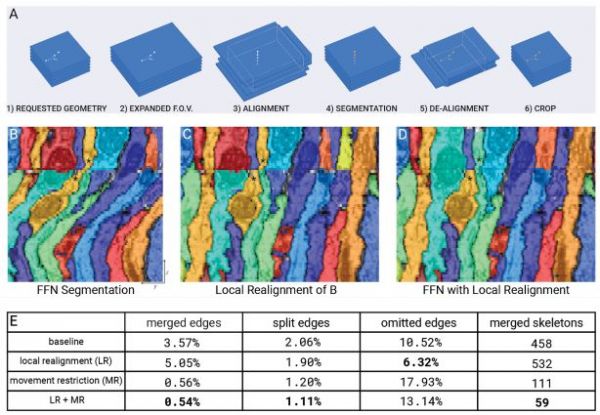 谷歌自动重建了果蝇完整大脑：40万亿像素图像首度公开