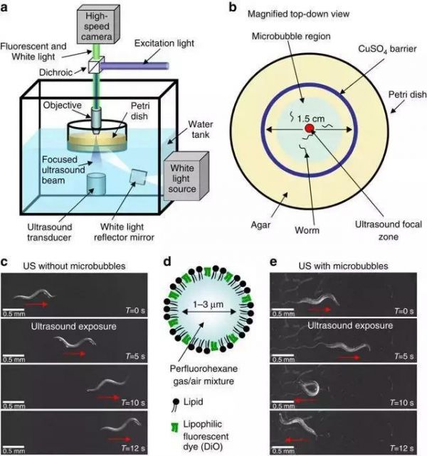 为侵入性脑机接口瑟瑟发抖?别怕,大脑可以被“声控”了