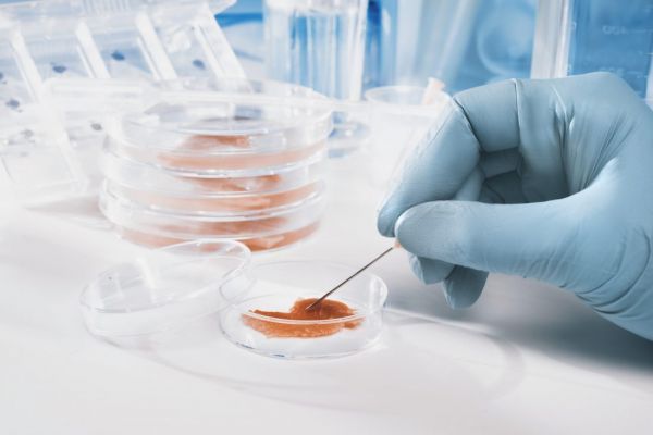 改变人类的3项未来技术:人造肉、机器人和核聚变动力