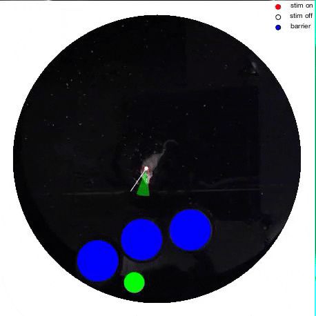 脑机接口创造“第六感”:激活特定神经元,大鼠训练出新感官,逃出水迷宫,像用视觉一样轻松