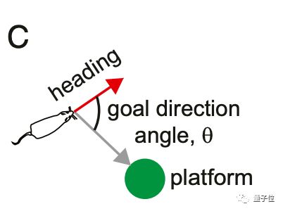 脑机接口创造“第六感”:激活特定神经元,大鼠训练出新感官,逃出水迷宫,像用视觉一样轻松