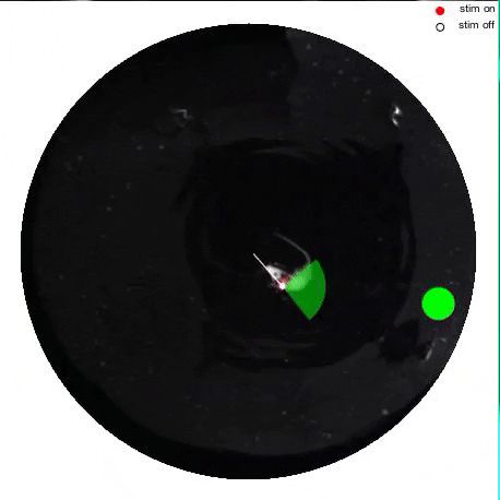 脑机接口创造“第六感”:激活特定神经元,大鼠训练出新感官,逃出水迷宫,像用视觉一样轻松