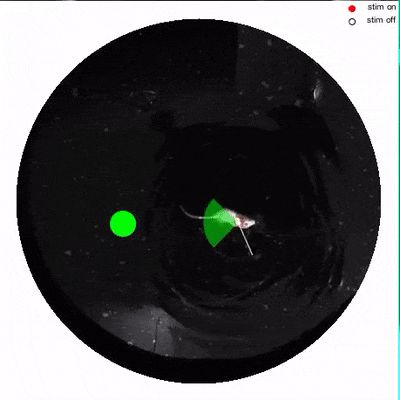 脑机接口创造“第六感”:激活特定神经元,大鼠训练出新感官,逃出水迷宫,像用视觉一样轻松