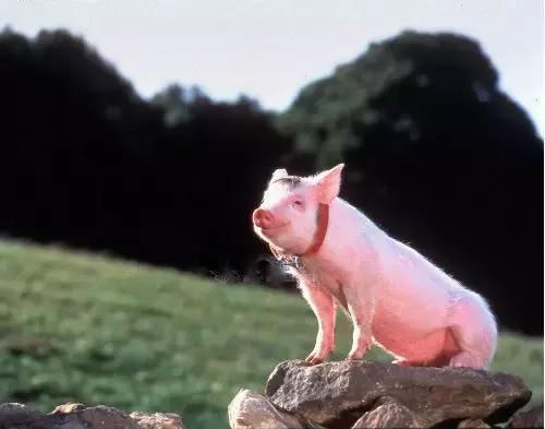 AI为什么救不了“想上天”的猪？