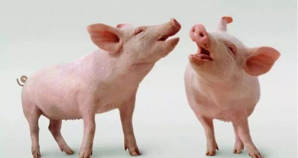 猪肉价格上涨,百万头生猪被宰,AI能派上用场吗?