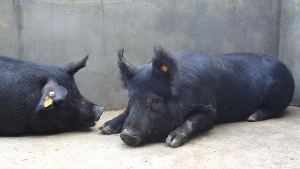 当 AI 开始进村养猪