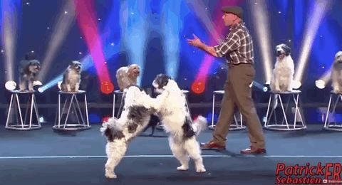 波士顿动力机器狗签约世界第一马戏团，太阳马戏团确认Spot将出演