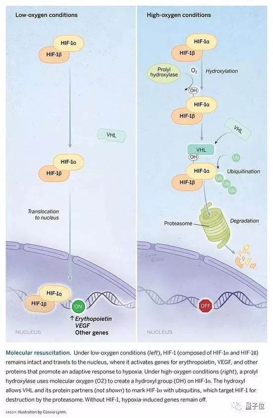 2019诺贝尔生理学医学奖率先颁出，揭秘血与氧关系，抗击肿瘤和癌症
