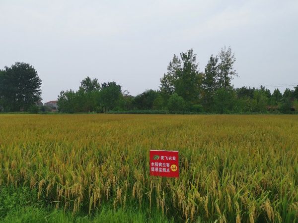 数据为轴,技术为轮,麦飞开启数字农业新格局