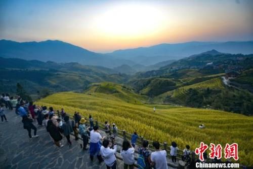 “十一”国庆假期,正值广西桂林市龙胜各族自治县龙脊梯田稻谷成熟时节,吸引众多游客旅游观光。 潘志祥 摄