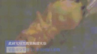 最新研究说对着屏幕伤眼伤脑还加速衰老，可是你舍得放下手机吗