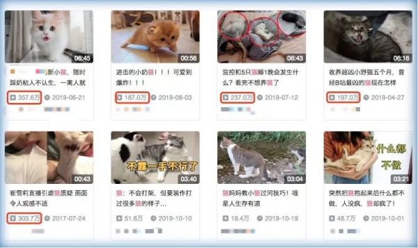 网红培训课秘籍:刷量、做数据和万物皆IP