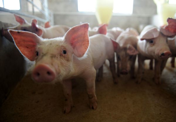 少数派的未来猜想 | 猪肉都支持分期付款了,AI能让它降价吗?