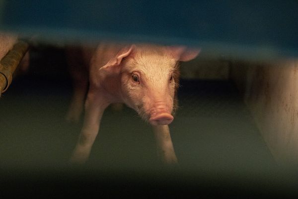 少数派的未来猜想 | 猪肉都支持分期付款了,AI能让它降价吗?