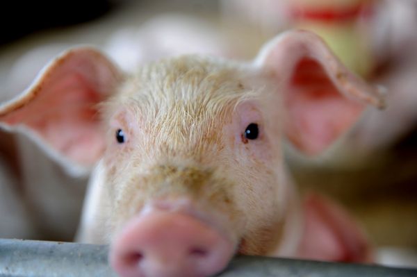 少数派的未来猜想 | 猪肉都支持分期付款了,AI能让它降价吗?