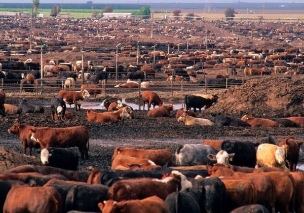 你呼出来的空气，就是你吃的肉