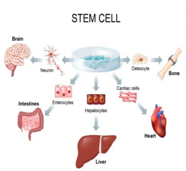 把大脑从衰老的身体里分离出来?“长寿科技”让人类活200年不再遥远
