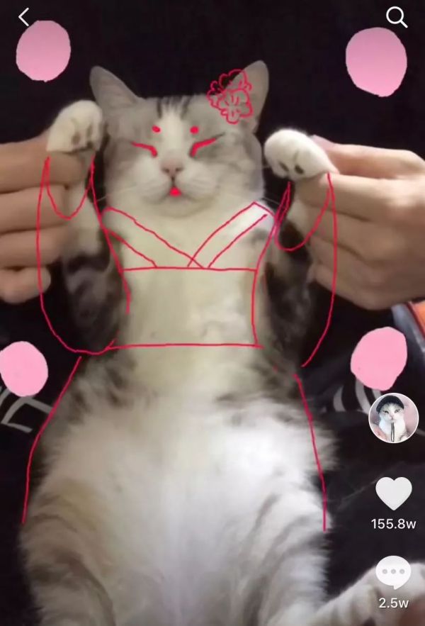 在抖音,如何捧红一只猫?