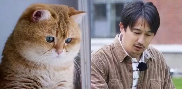 在抖音,如何捧红一只猫?