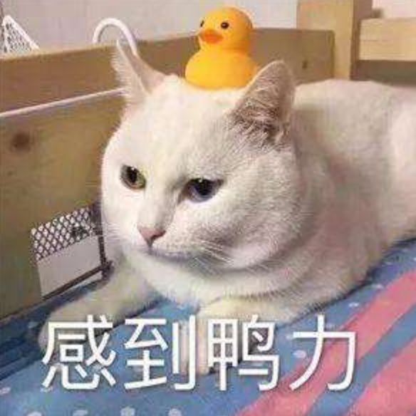 在抖音,如何捧红一只猫?