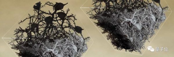 七年终登Science封面：最强大脑皮层神经网络重建，揭示迄今哺乳动物最大神经线路图